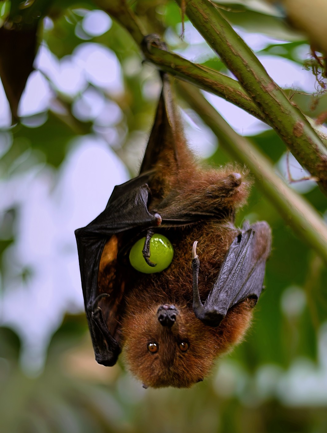 Roussette de Rodrigues, chauve-souris gravement menacée d'extinction. Crédit photo : ambquinn / Pixabay.