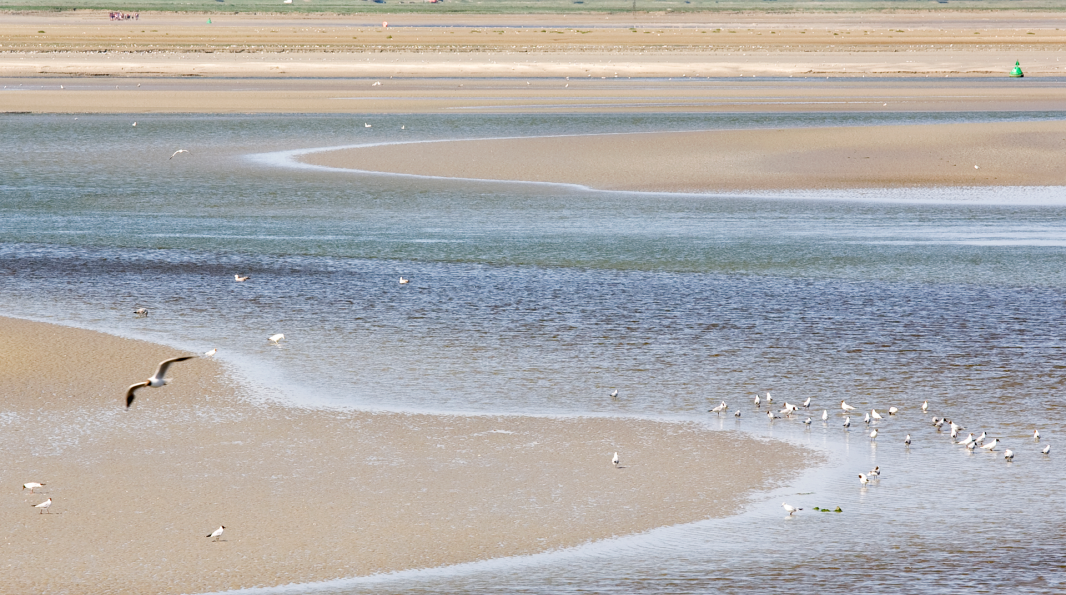 Paysage de la Baie de Somme, vue du Crotoy (Somme), zone humide couverte par des mesures de protection telles que le réseau Natura 2000.