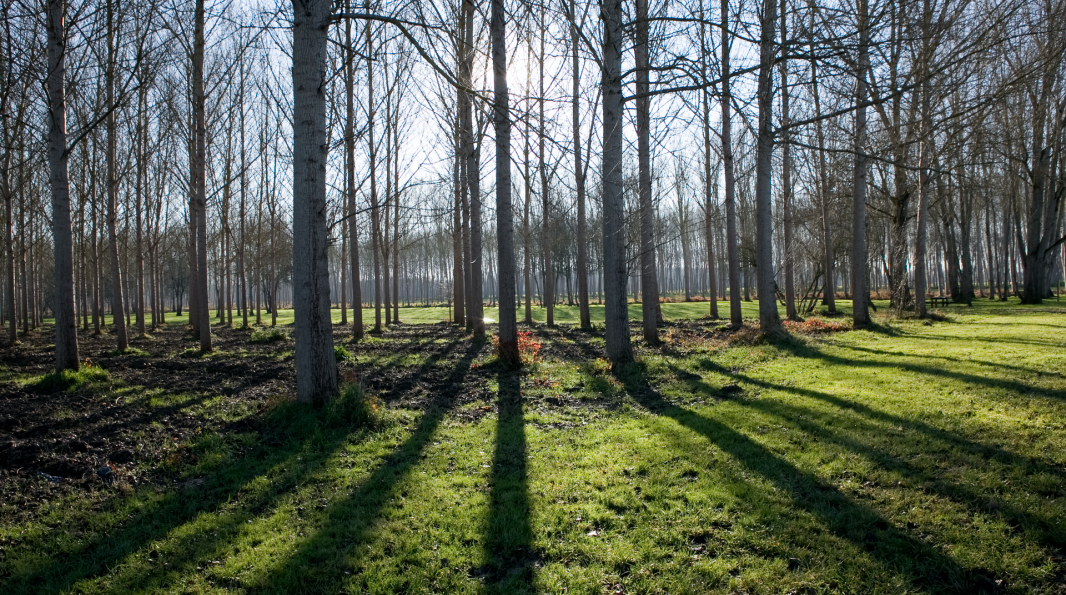 Forêt de bouleaux en hiver à Marmande, dans le Lot et Garonne.