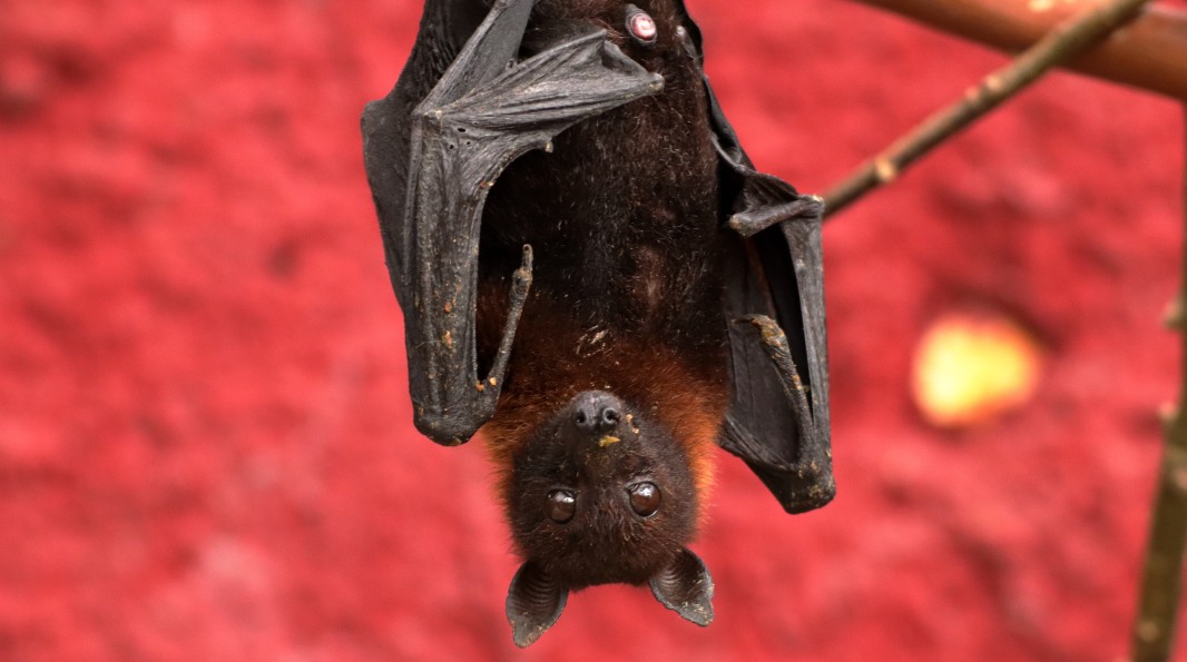 Chauve souris frugivore_crédit photo Kris Dhondt_Pixabay