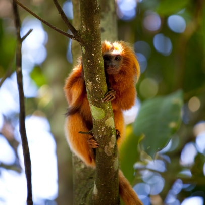 Un singe Tamarin Lion, objet d'un programme de protection en partenariat avec l'association Mico Leao Dourado, au sein de la réserve biologique Uniao au Brésil