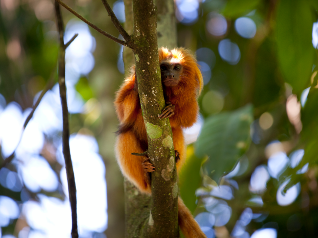 Un singe Tamarin Lion, objet d'un programme de protection en partenariat avec l'association Mico Leao Dourado, au sein de la réserve biologique Uniao au Brésil