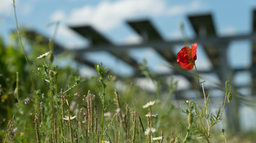 Parc solaire à Bordeaux en Nouvelle-Aquitaine, mai 2023. Crédit : Romain Bau / Mon Petit Film.