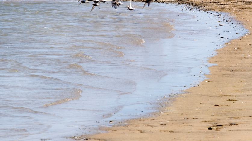 Oiseaux prenant leur envol à la pointe de l'Aiguillon, entre l'Aiguillon et La Rochelle